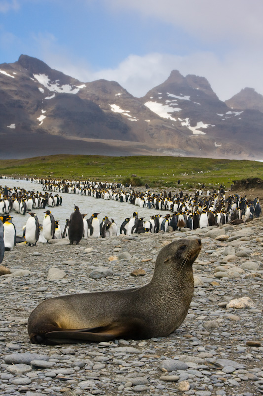 Antarctic Fur Seal And King Penguins Along Stream Bank